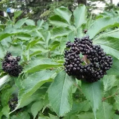 Бузина черная КЛАДЗЕЗЬ в Сморгони