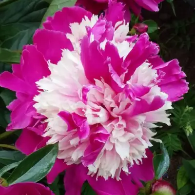 Пион КАПЛЯ РОСЫ травянистый в Сморгони