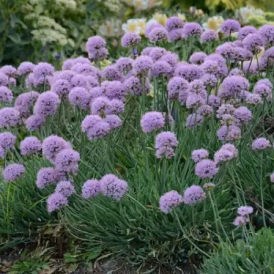 Лук ЛИЗА БЛЮ стареющий в Сморгони
