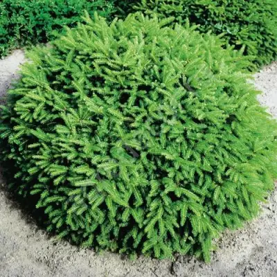 Ель НИДИФОРМИС обыкновенная в Сморгони