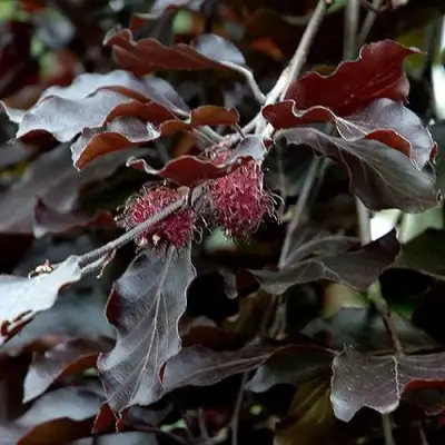 Бук лесной АТРОПУНИЦЕА в Сморгони
