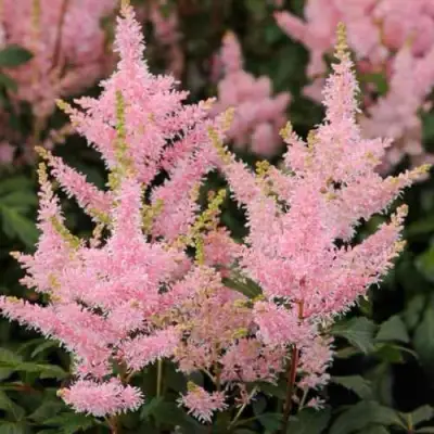 Астильба ЮНИК САЛМОН гибридная в Сморгони