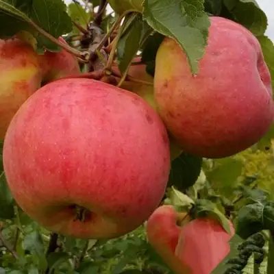 Яблоня БОЛОТОВСКОЕ в Сморгони