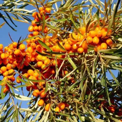 Облепиха ДАР МГУ в Сморгони