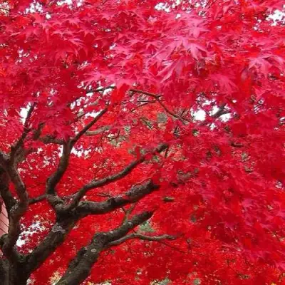 Клен гиннала  в Сморгони