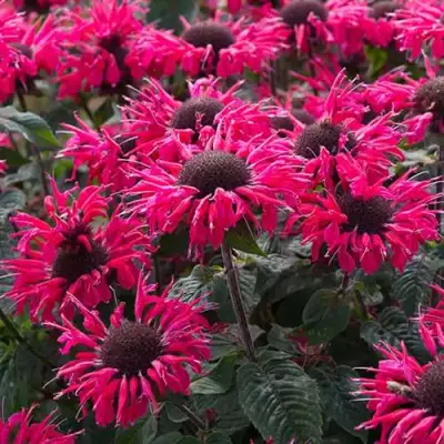 Монарда БИ МЭРИ гибридная в Сморгони