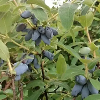 Жимолость съедобная НИМФА (ГАММА) в Сморгони