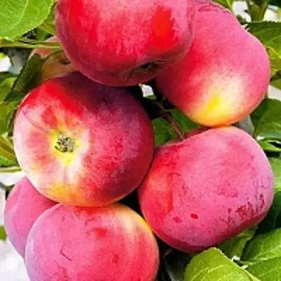 Яблоня СЕРЕБРЯНОЕ КОПЫТЦЕ в Сморгони