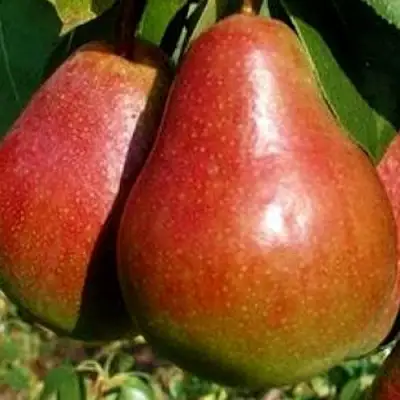 Груша ГЕРА в Сморгони