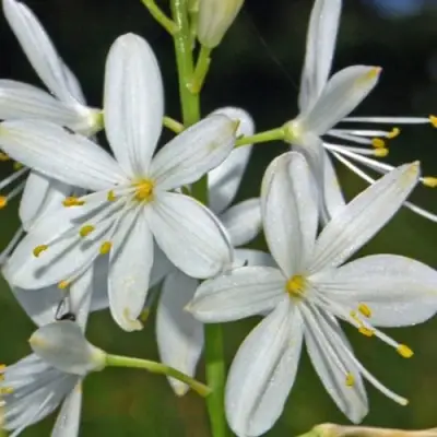 Венечник ветвистый в Сморгони