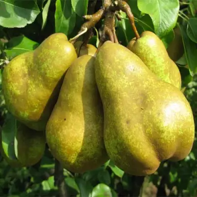 Саженцы груши Сильва