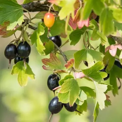 Смородина золотистая БЛЭЙКСТ в Сморгони