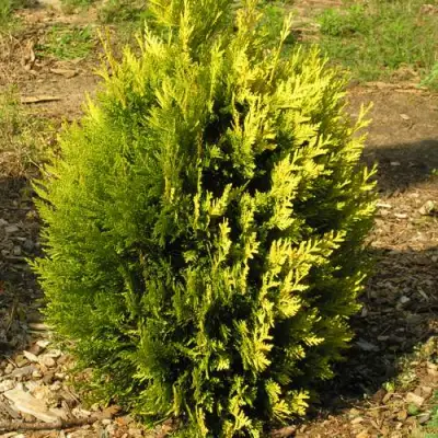 Туя КОППЕР ГОЛД западная в Сморгони