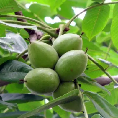 Орех маньчжурский МИЧУРИНЕЦ в Сморгони