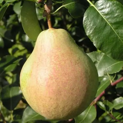 Груша ЛИРА в Сморгони