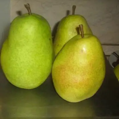 Груша БЕРЕ ЛЮКА в Сморгони