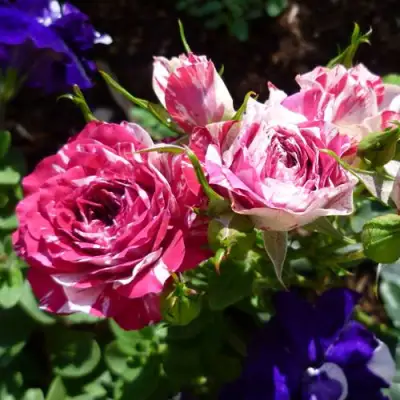 Роза ФЛЕШ ДАНС спрей в Сморгони