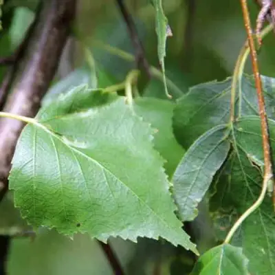 Береза ПОВИСЛАЯ в Сморгони