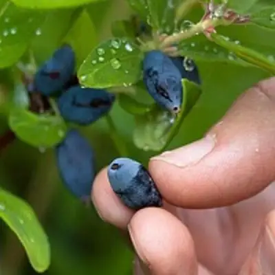 Жимолость съедобная АМФОРА в Сморгони