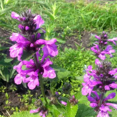 Буквица крупноцветковая в Сморгони