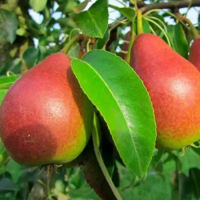 Груша ГЕРА в Сморгони