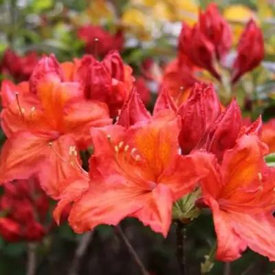 Азалия ЛИЛИНШТЕЙН японская в Сморгони