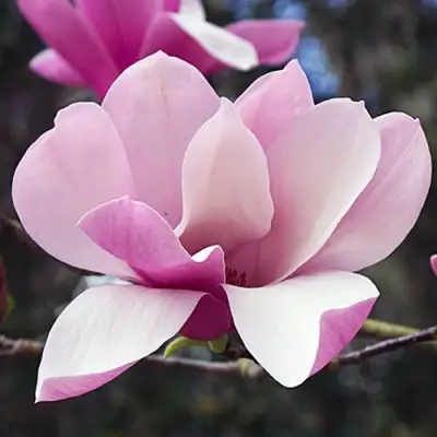 Магнолия РИККИ в Сморгони