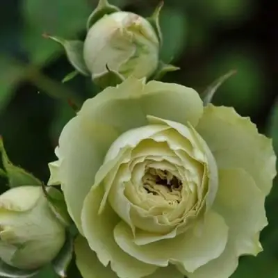 Роза ГРИН ДАЙМОНД миниатюрная в Сморгони