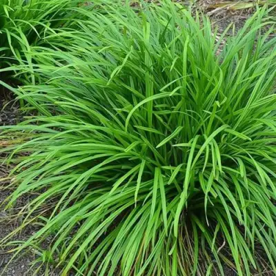 Осока АЙРИШ ГРИН в Сморгони