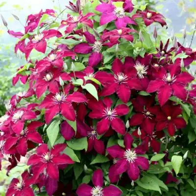 Клематис МАЗОВШЕ в Сморгони