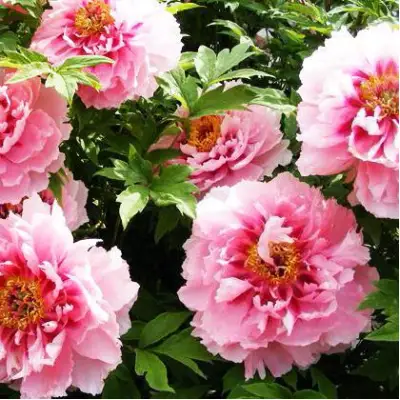 Пион СЕРЕБРИСТЫЙ РУЧЕЙ древовидный в Сморгони