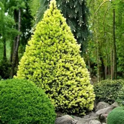 Ель РЕЙНБОУЗ ЭНД сизая в Сморгони