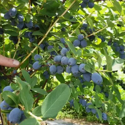 Жимолость съедобная КЛУБНИЧНАЯ СЕНСАЦИЯ в Сморгони