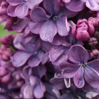 Сирень ВИОЛЕТТА в Сморгони