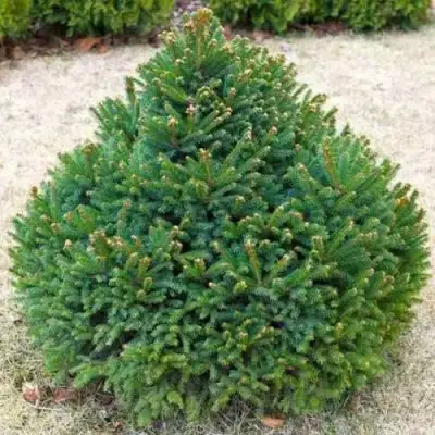 Ель БАРРИ обыкновенная в Сморгони