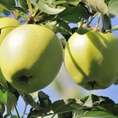 Яблоня САХАРНАЯ в Сморгони