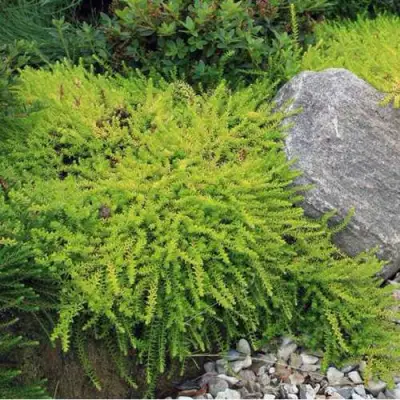 Водяника БЕРНШТЕЙН черная в Сморгони