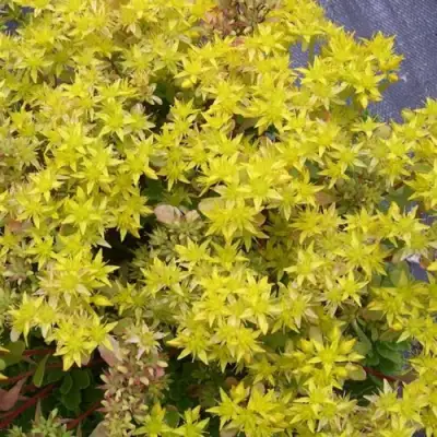 Очиток (седум) ИММЕРГРЮНХЕН в Сморгони