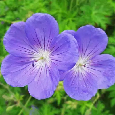 Герань БРУКСАЙД гибридная в Сморгони