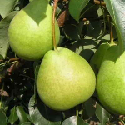 Груша ЛАГОДНАЯ в Сморгони