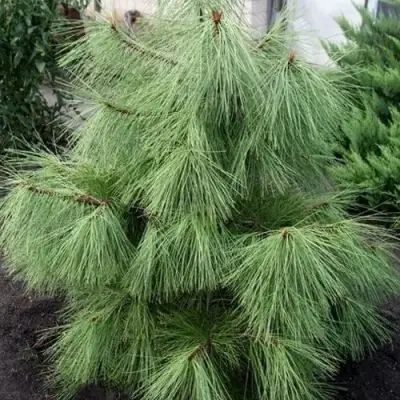 Сосна желтая  в Сморгони