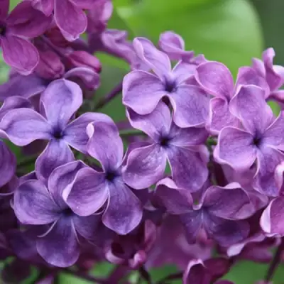 Сирень СУМЕРКИ в Сморгони