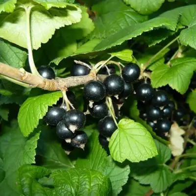 Смородина черная БАГИРА в Сморгони