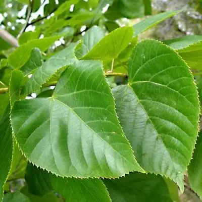 Липа мелколистная в Сморгони