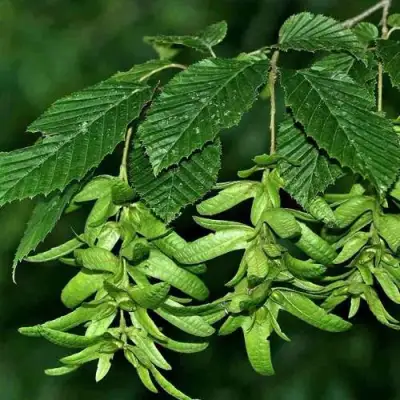 Граб  в Сморгони