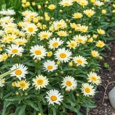 Нивяник БРОДВЕЙ ЛАЙТС великолепный в Сморгони