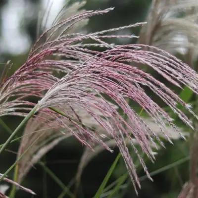 Мискантус МАЛЕПАРТУС китайский  в Сморгони