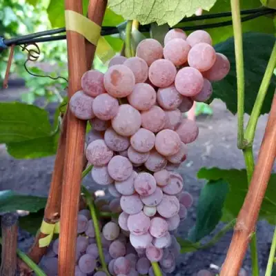 Виноград РИЛАЙНС ПИНК СИДЛИС в Сморгони