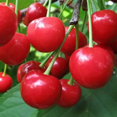 Дюк ПРЕВОСХОДНАЯ ВЕНЬЯМИНОВА в Сморгони