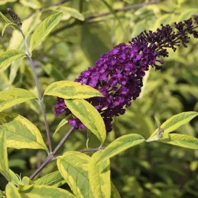 Буддлея давида САНТАНА  в Сморгони